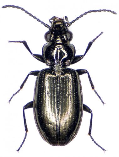 Réf. 236 403 : Bembidion pyrenaeum pyrenaeum